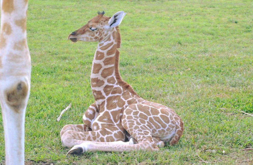 Kimberlina - Baby Giraffe - Lion Country Safari